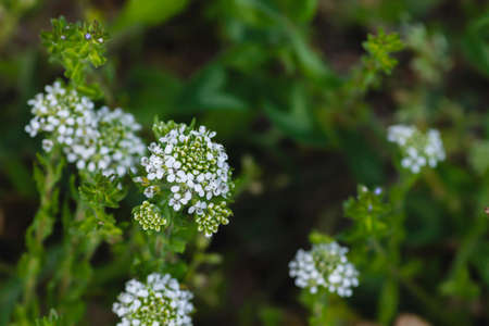 Lepidium virginicum or virginia pepperweed plant blooming white flowers close upの写真素材