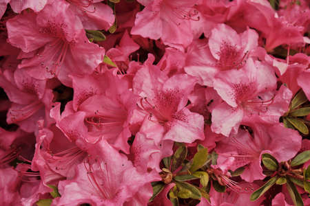 Rhododendron simsii or Azalea deep pink flowersの写真素材