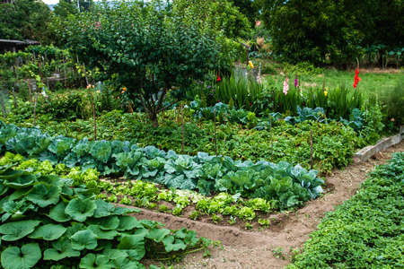 Growing food in domestic vegetable gardenの写真素材