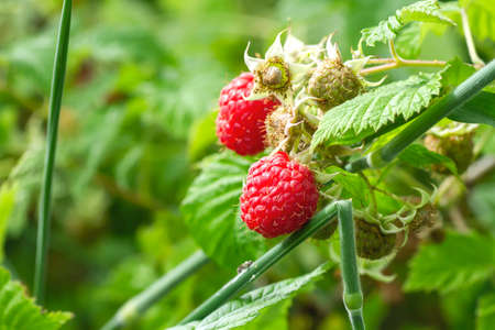 Detail of red fruit on wild raspberryの写真素材