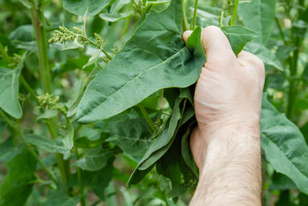 Farmer hand harvesting green spinach leavesの写真素材