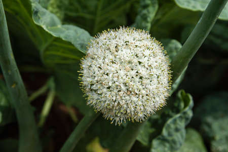 Allium cepa or common bulb onion white flowers blooming in the green kitchen gardenの写真素材
