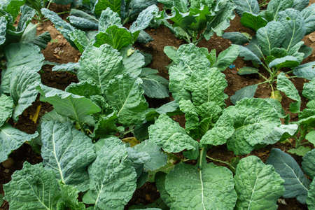 Savoy cabbages growing in the vegetable gardenの写真素材