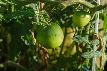 Green unripe tomatoes growing in a hothouseの写真素材