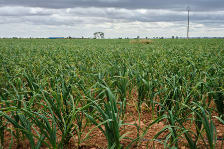 Green onions field, extensive farmingの写真素材