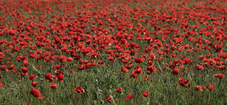 Red poppy wild flowers blooming in the springtime fieldsの写真素材