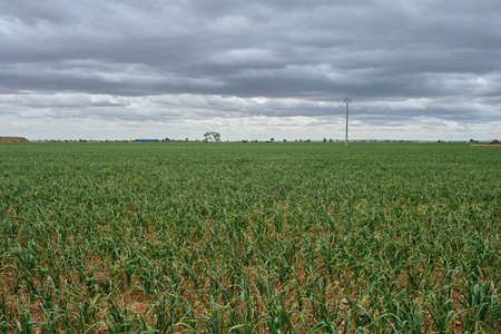 Green onions field, extensive farming in La Mancha, Spainの写真素材