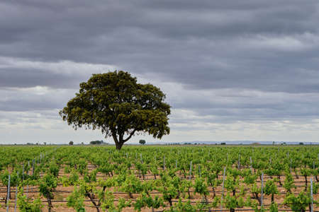 Quercus ilex or holm oak tree in a green vineyard in La Mancha, Spainの写真素材