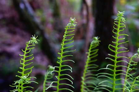 Hard fern fresh green fronds growing in a shady and humid woodlandの写真素材