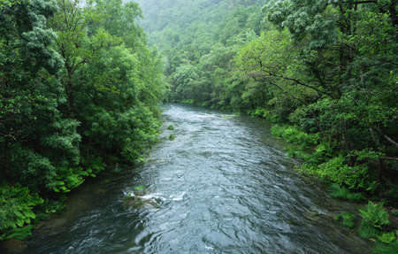 Green old-growth forest and river in Fragas do Eume natural park, Galicia, Spainの写真素材