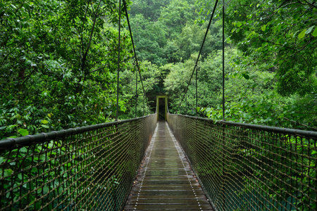 Green old-growth forest with suspension bridge over the river in Fragas do Eume natural park, Galicia, Spainの写真素材