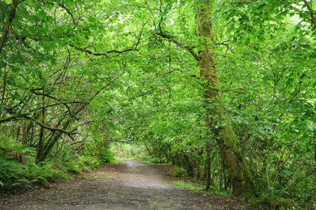 Dirt road in green old-growth forest in Fragas do Eume natural park, Galicia, Spain
