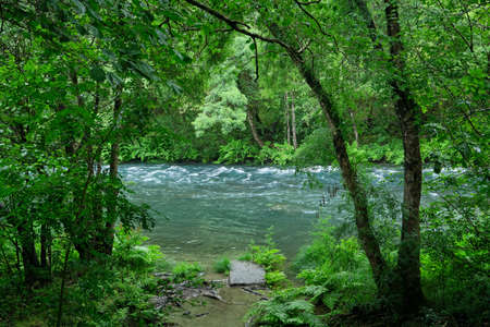 Green old-growth forest and river in Fragas do Eume natural park, Galicia, Spainの写真素材