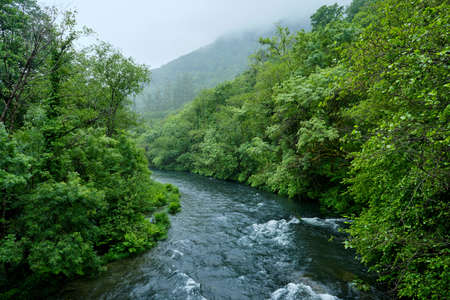 Green old-growth forest and river in Fragas do Eume natural park, Galicia, Spainの写真素材