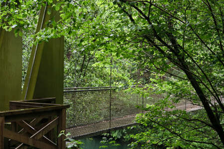 Green old-growth forest with suspension bridge over the river in Fragas do Eume natural park, Galicia, Spainの写真素材