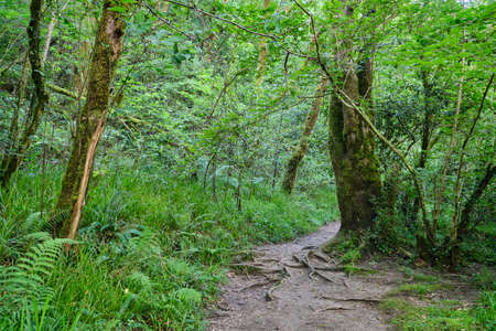 Footpath in green old-growth forest in Fragas do Eume natural park, Galicia, Spainの写真素材