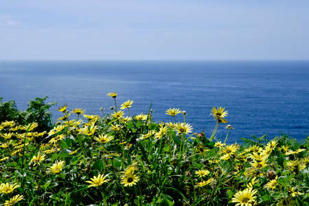Springtime landscape by the sea with blossoming cape dandelion yellow flowersの写真素材
