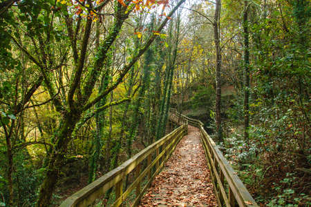 Wooden walkway in Mao River Canyon, Ribeira Sacra, Galicia, Spainの写真素材
