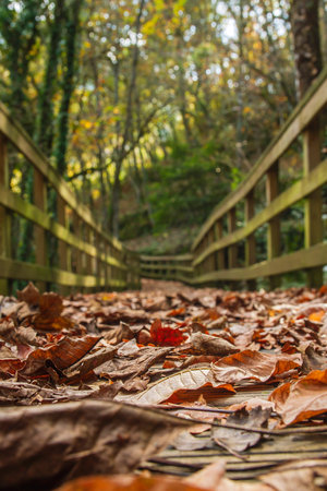 Detail of fallen leaves on wooden footbridgeの写真素材