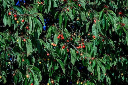 Fresh and sweet cherries ripening in the cherry treeの写真素材