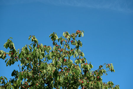 Fresh and sweet cherries ripening in the cherry treeの写真素材
