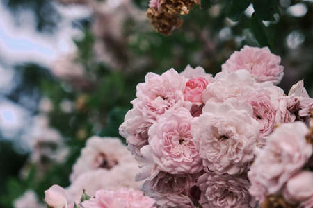 French roses Rosa Galica pink flowersの写真素材