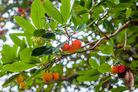 Arbutus unedo or strawberry tree ripening fruits close upの写真素材