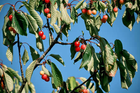 Fresh and sweet cherries ripening in the cherry treeの写真素材