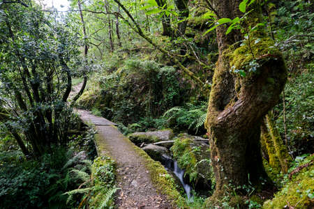 Trail footbridge in galician forestの写真素材
