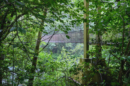Green old-growth forest with suspension bridge over the river in Fragas do Eume natural park, Galicia, Spainの写真素材