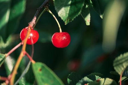 Prunus cerasus sour cherries ripening red fruitsの写真素材