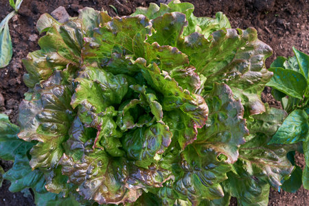 Lactuca sativa var. crispa, green butterhead letucce growing in the kitchen gardenの写真素材