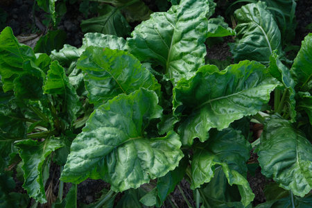 Beta vulgaris plants growing in the vegetable garden