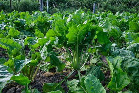 Beta vulgaris plants growing in the vegetable gardenの写真素材