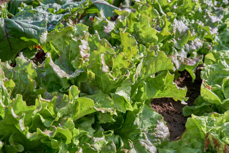 Lactuca sativa var. crispa, green butterhead letucce growing in the kitchen gardenの写真素材