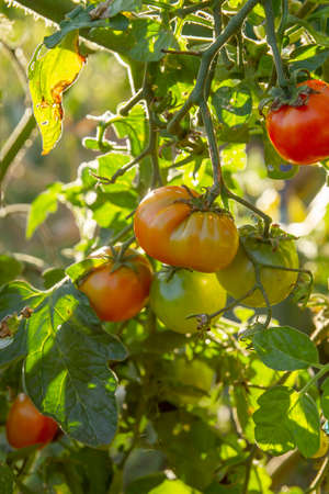 Organic tomato plant fruits ripening in a vegetable gardenの写真素材