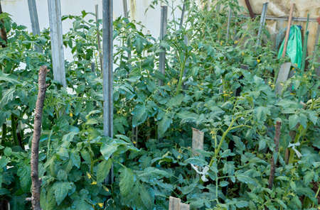 Tomato plants growing in the hothouse with copper sulfate blue stains  in the green leavesの写真素材