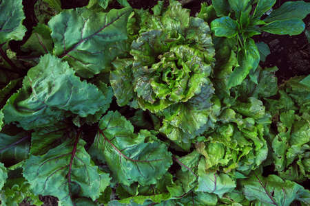 Fresh green leaf vegetables growing in the kitchen garden, containing lettuce, sugar beetroot and pepper plants, top viewの写真素材