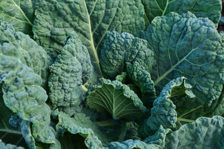 Cabbage plant growing in the vegetable gardenの写真素材