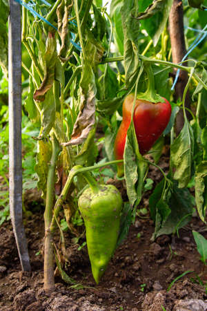 Capsicum bell peper fruits ripening in the vegetable garden, fresh organic foodの写真素材