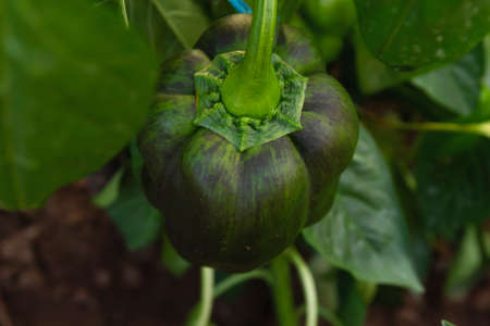 Capsicum bell peper fruit ripening in the vegetable garden, fresh organic food conceptの写真素材