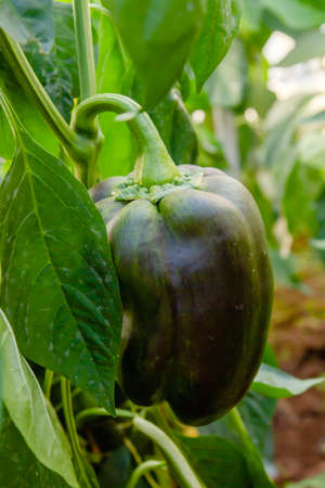 Capsicum bell peper fruit ripening in the vegetable garden, fresh organic food conceptの写真素材