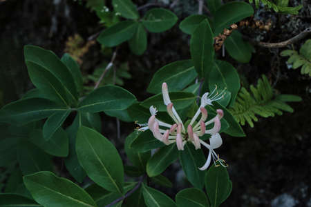 Lonicera periclymenum or common honeysuckle plants blooming flowers in springの写真素材