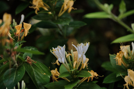 Lonicera periclymenum or common honeysuckle plants blooming flowers in springの写真素材