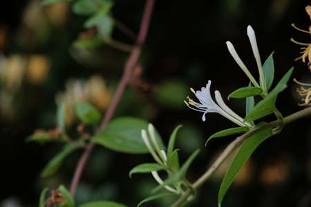 Lonicera periclymenum or common honeysuckle plants blooming flowers in springの写真素材