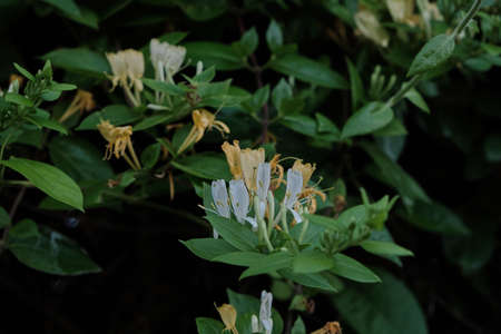 Lonicera periclymenum or common honeysuckle plants blooming flowers in springの写真素材