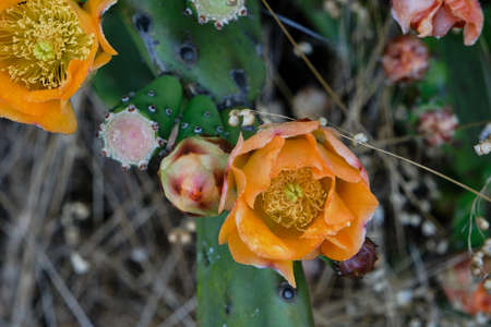 Detail of opuntia ficus indica or prickly pear with blossoming orange flowersの写真素材