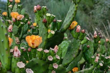 Detail of opuntia ficus indica or prickly pear with blossoming orange flowersの写真素材