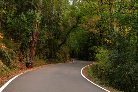 Curvy road in Mata da Albergaria, temperate broadleaf and mixed forest in Peneda-GerÃªs National...