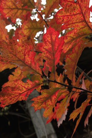 Quercus rubra, the northern red oak deciduous tree autumnal foliage detailの写真素材